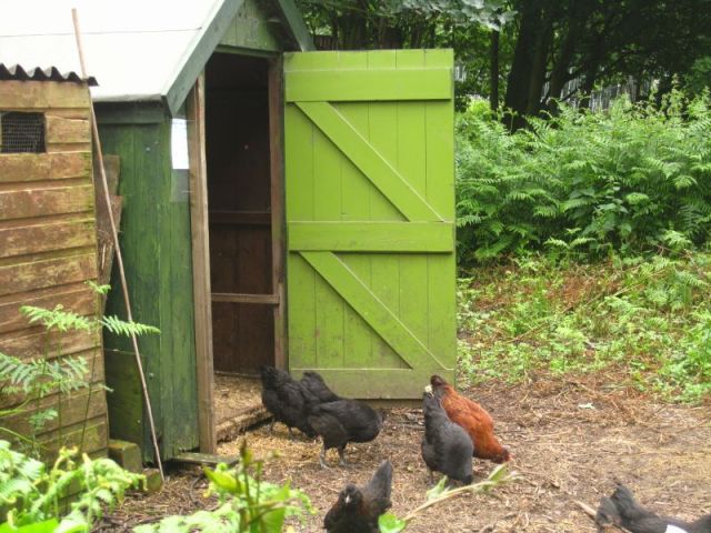 Chickens at Loxley (800x600)